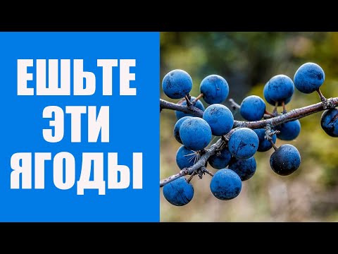 Видео: 5 причин, почему терн полезен и должен быть в каждом доме