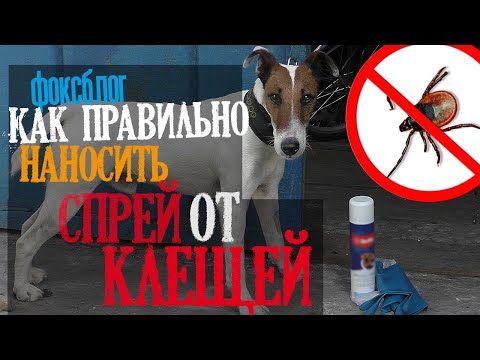 Видео: Как правильно наносить спрей от клещей на собаку