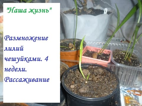 Видео: Размножение лилий чешуйками. 4 недели эксперимента