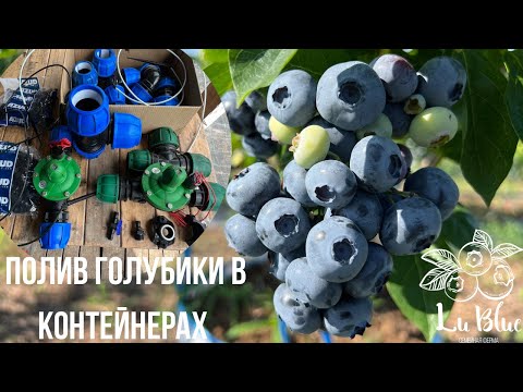 Видео: Капельный полив голубики в контейнерах. Подробный разбор