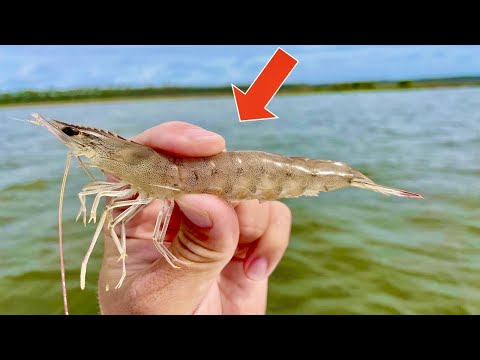 Видео: Используем ЖИВЫЕ КРЕВЕТКИ под ОТРЫВАЮЩИМИ ПРОБКАМИ в ЗАЛИВЕ *Это так ПРОСТО