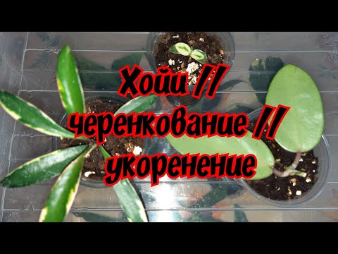 Видео: Хойи // черенкование // укоренение