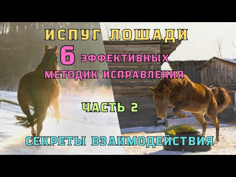 Видео: ИСПУГ лошади. 6 ЭФФЕКТИВНЫХ методик ИСПРАВЛЕНИЯ