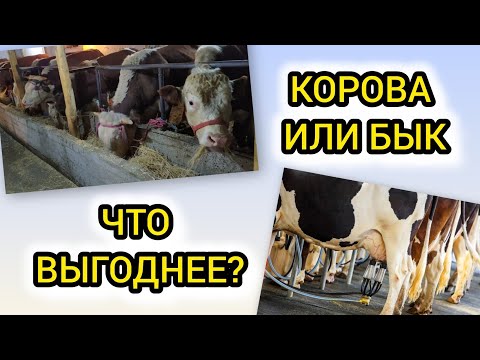 Видео: Что выгоднее: держать корову или откармливать быка?