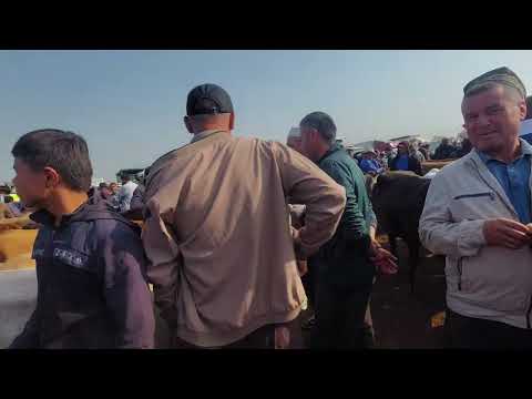 Видео: Молбозори хочишариф Ш.бохтар 17.10.2025.