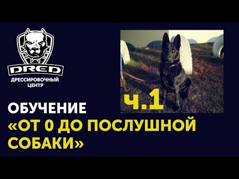 Видео: «От 0 до послушной собаки» ч.1 | Знакомство, первое занятие  | Черная немецкая овчарка Герда