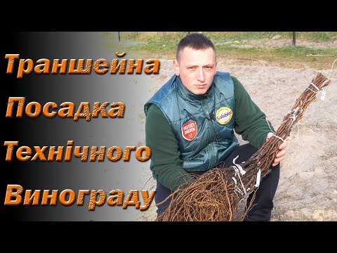 Видео: Траншейна посадка технічного винограду. Посадка щеплених саджанців винного винограду