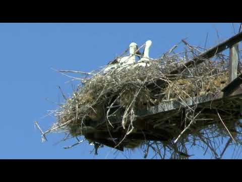 Видео: Часть 7. Узбекистан. Республика Каракалпакстан, Восточный Чинк, Озеро Судочье, г.Ташкент, Фергана
