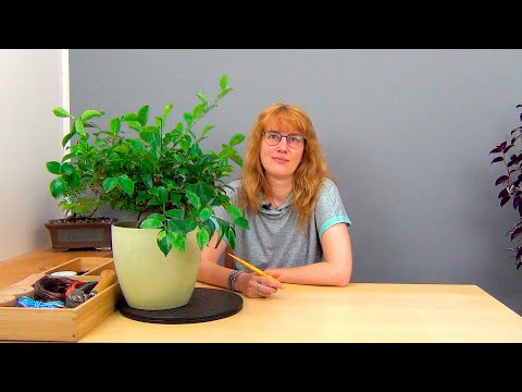 Видео: Фикус Микрокарпа (ч.6).