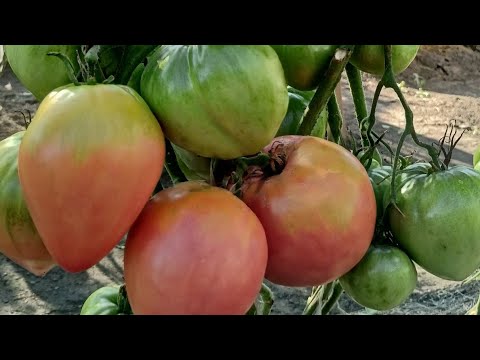 Видео: Обзор томатов. Эти сорта многие не решаются выращивать