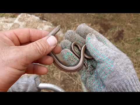 Видео: Веретеница