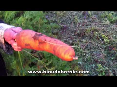 Видео: EKD ОТЗЫВЫ  Кукуруза и картофель больше не поражены болезнями. Крупные овощи. Урожай обильный.