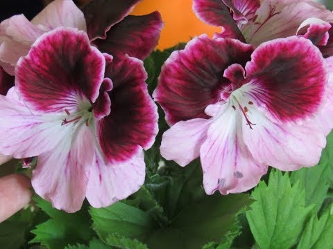 Видео: Что случилось с пеларгониями за неделю. Экскурсия