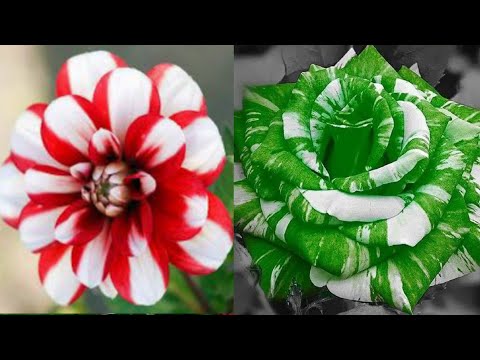 Видео: Как сделать розы из полиэтиленовых пакетов - идеи цветочных поделок