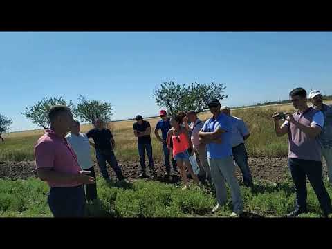 Видео: Чечевица . Выращивание  чечевицы по технологии клеарфилд.