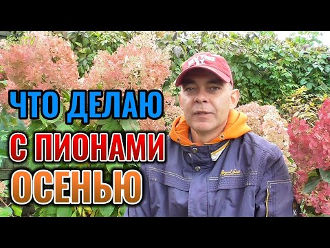Видео: Вот что я делаю с ПИОНАМИ осенью для обильного цветения летом #garden