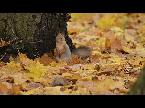 Видео: Осень в Туле(7)