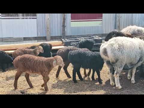 Видео: Гиссарские ягнята потихоньку растут. Тел. 89053487353