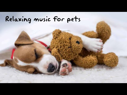 Видео: Лучшая расслабляющая музыка для собак Для сна 🐶 Успокаивающая музыка для щенков с тревогой!