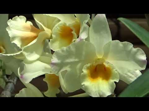 Видео: СЕКРЕТ ЦВЕТЕНИЯ ДЕНДРОБИУМА НОБИЛЕ. NOBILE SECRET ENG SUBTITLES