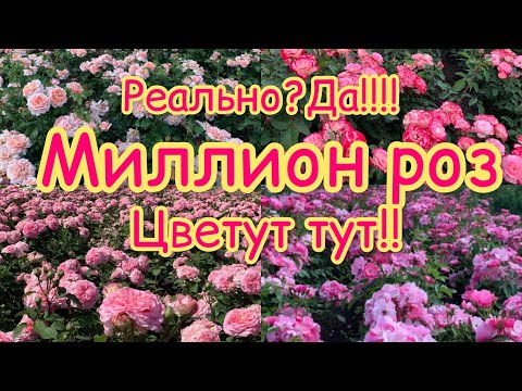 Видео: Цветут гектары роз сразу.Впечатляет!