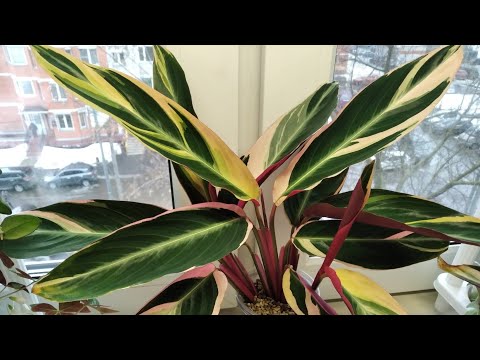 Видео: Поделила строманту триколор, посадила в лечузу.