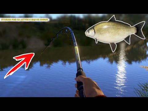 Видео: СТОЛЬКО РЫБ НА АХТУБЕ Я ЕЩЕ НЕ ЛОВИЛ! НОВАЯ ЛУЧШАЯ ТОЧКА НА БУФФАЛО!