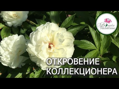 Видео: О КОЛЛЕКЦИЯХ И КОЛЛЕКЦИОНЕРАХ