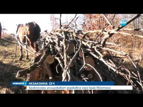 Видео: Поголовна сеч в държавна гора в Монтанско - Новините на Нова (23.12.2015г.)