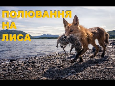 Видео: ПОЛЮВАННЯ НА ЛИСА. Тульчинська Районна Організація У Т М Р       FOX HUNTING