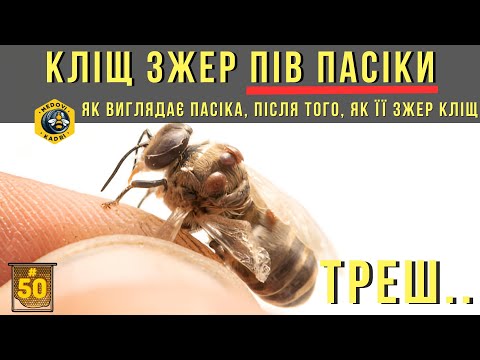 Видео: Кліщ знищів частину пасіки. Треш. Стан сімей на 31 жовтня 2024