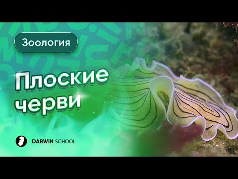 Видео: Тема №1: Плоские черви