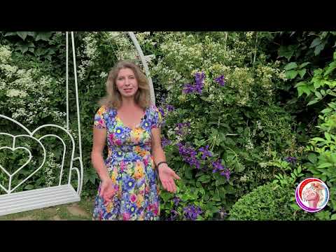 Видео: Клематисы, цветущие всё лето. Сорт для живой изгороди!