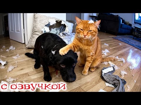 Видео: Приколы с котами! С ОЗВУЧКОЙ! Смешные коты! САМЫЕ СМЕШНЫЕ ЖИВОТНЫЕ! Засмеялся проиграл!
