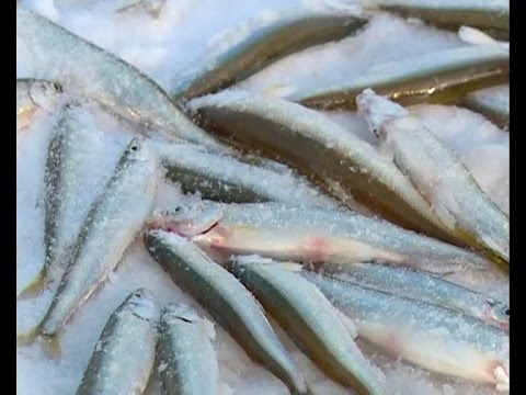 Видео: Заповедный Сахалин. Лагуна Буссе