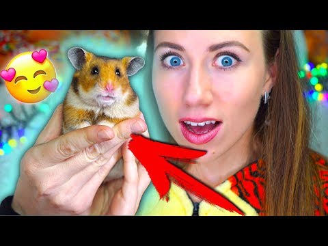 Видео: Сирийский Хомяк Эдди Играем - Как приучить хомяка к рукам Новый Питомец | Elli Di Pets