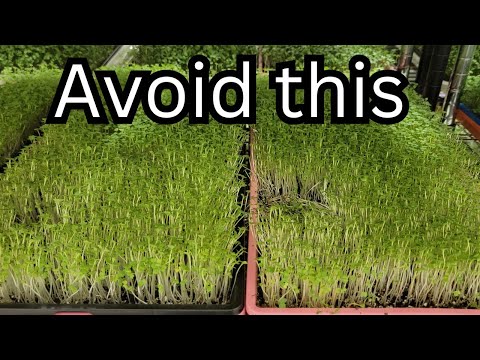 Видео: Избегайте этих 10 ошибок, которые совершают производители микрозелени