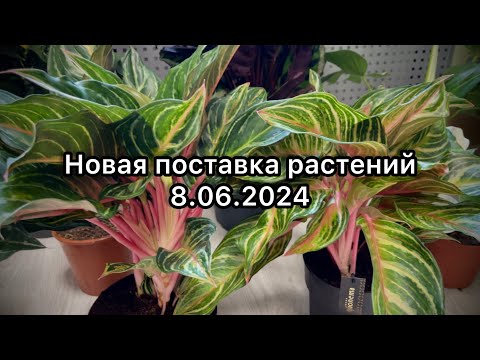 Видео: Распаковка поставки растений из Голландии 🪴8.06.2024