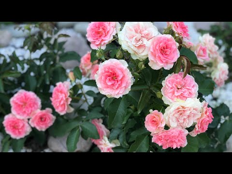 Видео: 2 часть🌹осенние звёзды моего сада🌹сентябрьское цветение роз, любимые сорта🌹