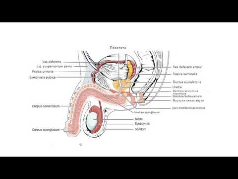 Видео: Външни мъжки полови органи (14:22) ┃teoriyata.com