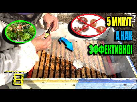 Видео: ЭФИРНЫЕ МАСЛА НА СТРАЖЕ ПЧЕЛ ПРОТИВ КЛЕЩА ВАРРОА. ПЧЕЛОВОДСТВО 25-13