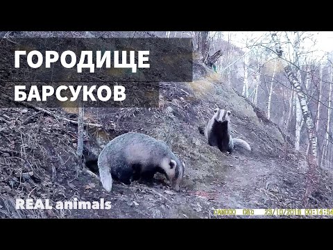 Видео: Барсук. Городище или НОРА барсуков. Часть 1 / REAL animals