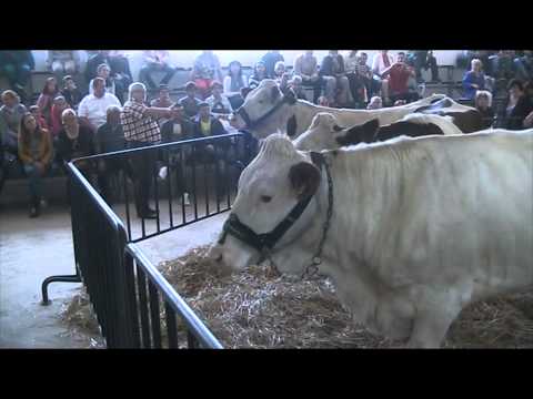 Видео: Животновъдно изложение Сливен 2013г  г.