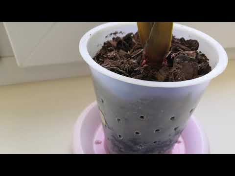 Видео: Камбрию Брассия"Паучок" спасти не удалось..😔🤗❤️