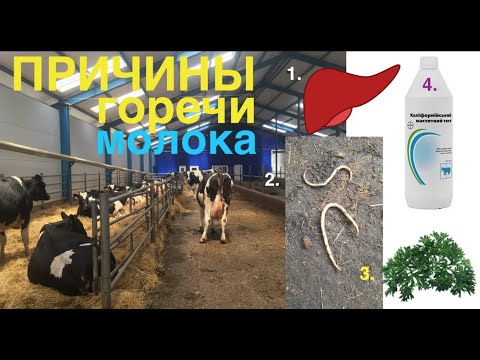 Видео: ПОЧЕМУ У КОРОВЫ ИЛИ КОЗЫ ГОРЬКОЕ МОЛОКО???