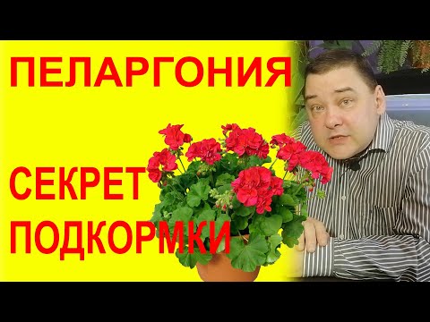 Видео: Пеларгония. Чем подкармливать чтобы цвела [И ЭТО НЕ ЙОД!]