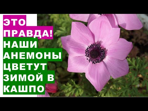 Видео: Это правда! Наши анемоны цветут в кашпо зимой. How to grow anemones in flowerpots in winter