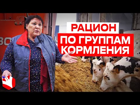 Видео: Рацион по группам кормления | Молочное животноводство