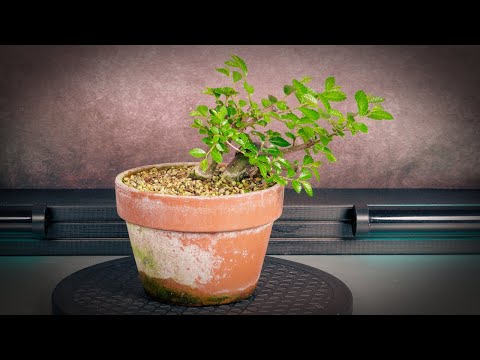Видео: Бонсай из воздушных отводков (дерево 27 - часть 1)