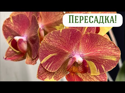 Видео: Успеть до зимы | Прямой эфир
